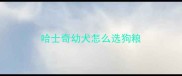 哈士奇幼犬怎么选狗粮