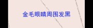 金毛眼睛周围发黑