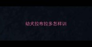 幼犬拉布拉多怎样训