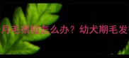 萨摩耶五个月毛很短怎么办幼犬期毛发护理全攻略