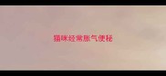 猫咪经常胀气便秘
