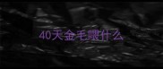 40天金毛喂什么