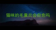 猫咪的毛囊炎会自愈吗