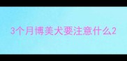 3个月博美犬要注意什么