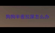 狗狗半夜拉屎怎么办