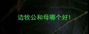 边牧公和母哪个好