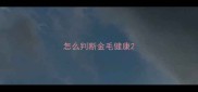 怎么判断金毛健康
