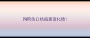 狗狗伤口结痂里面化脓