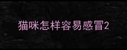 猫咪怎样容易感冒