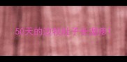 50天的边牧肚子长湿疹