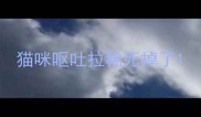 猫咪呕吐拉稀死掉了
