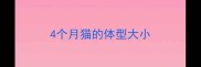 4个月猫的体型大小