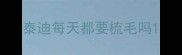 泰迪每天都要梳毛吗