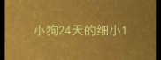 小狗24天的细小