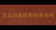 怎么训练拉布拉多犬叫