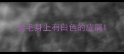金毛身上有白色的皮屑