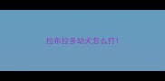 拉布拉多幼犬怎么打