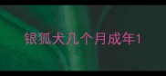 银狐犬几个月成年