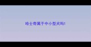 哈士奇属于中小型犬吗