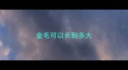 金毛可以长到多大