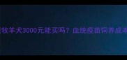 边境牧羊犬3000元能买吗血统疫苗饲养成本全