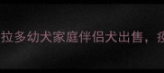 领养代替购买优质拉布拉多幼犬家庭伴侣犬出售疫苗齐全健康保障全攻略