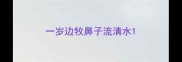 一岁边牧鼻子流清水