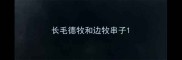 长毛德牧和边牧串子