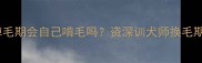 哈士奇疯狂掉毛期会自己啃毛吗资深训犬师换毛期护理全攻略