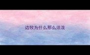 边牧为什么那么活泼