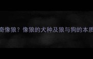 哈士奇像狼像狼的犬种及狼与狗的本质区别