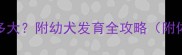 金毛四个月能长多大附幼犬发育全攻略附体重身高对照表
