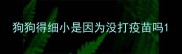 狗狗得细小是因为没打疫苗吗