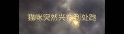 猫咪突然兴奋到处跑