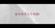 金毛每天几个鸡蛋