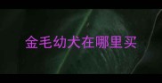 金毛幼犬在哪里买