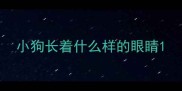 小狗长着什么样的眼睛