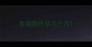 泰迪狗怀孕几个月
