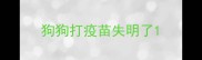 狗狗打疫苗失明了
