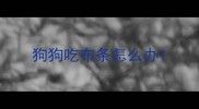 狗狗吃布条怎么办