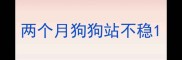 两个月狗狗站不稳