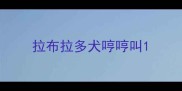 拉布拉多犬哼哼叫