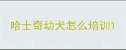 哈士奇幼犬怎么培训