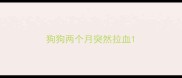 狗狗两个月突然拉血