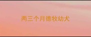 两三个月德牧幼犬