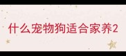 什么宠物狗适合家养