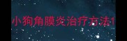 小狗角膜炎治疗方法