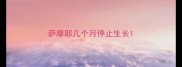 萨摩耶几个月停止生长