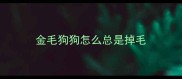 金毛狗狗怎么总是掉毛