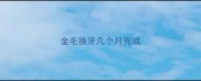 金毛换牙几个月完成